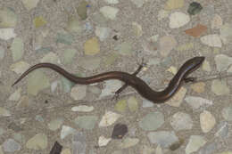 Image of White-spotted Supple Skink