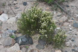 Image of Fabiana punensis S. C. Arroyo