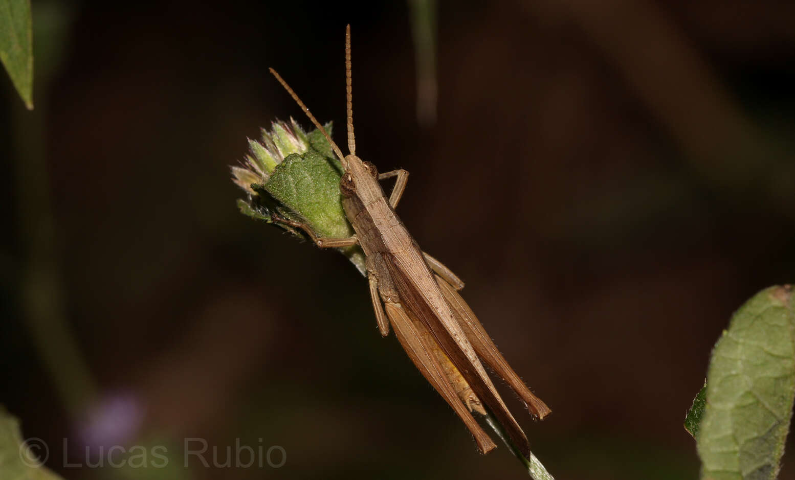 Eutryxalis filata (Walker & F. 1870) resmi