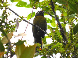 Image of White-rimmed Brush Finch