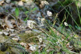 Imagem de Sesleria caerulea (L.) Ard.