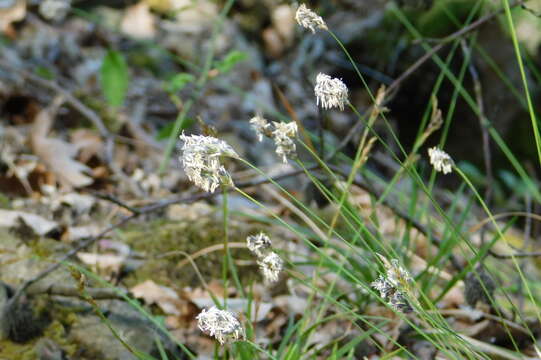 Image of Sesleria caerulea (L.) Ard.