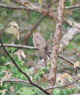 Image of Himalayan Cuckoo