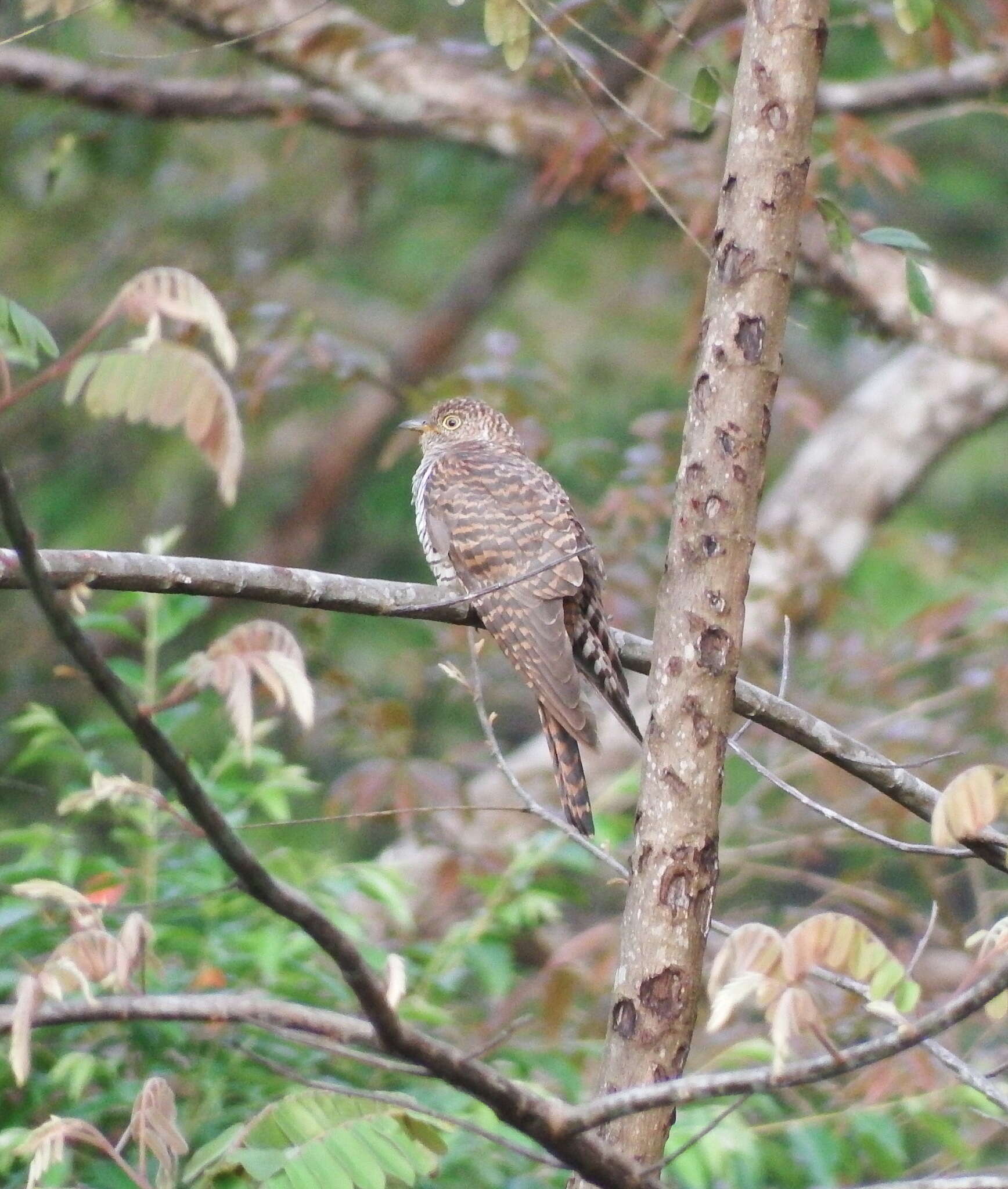 Image of Himalayan Cuckoo