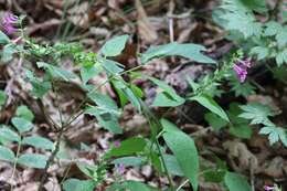 Image of Melampyrum roseum Maxim.