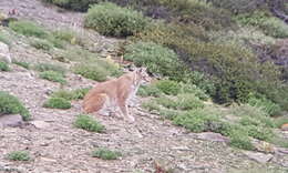 Image of Lynx lynx isabellinus (Blyth 1847)