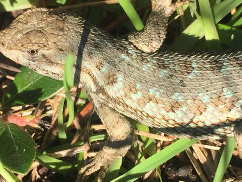 Image of Sceloporus occidentalis occidentalis Baird & Girard 1852