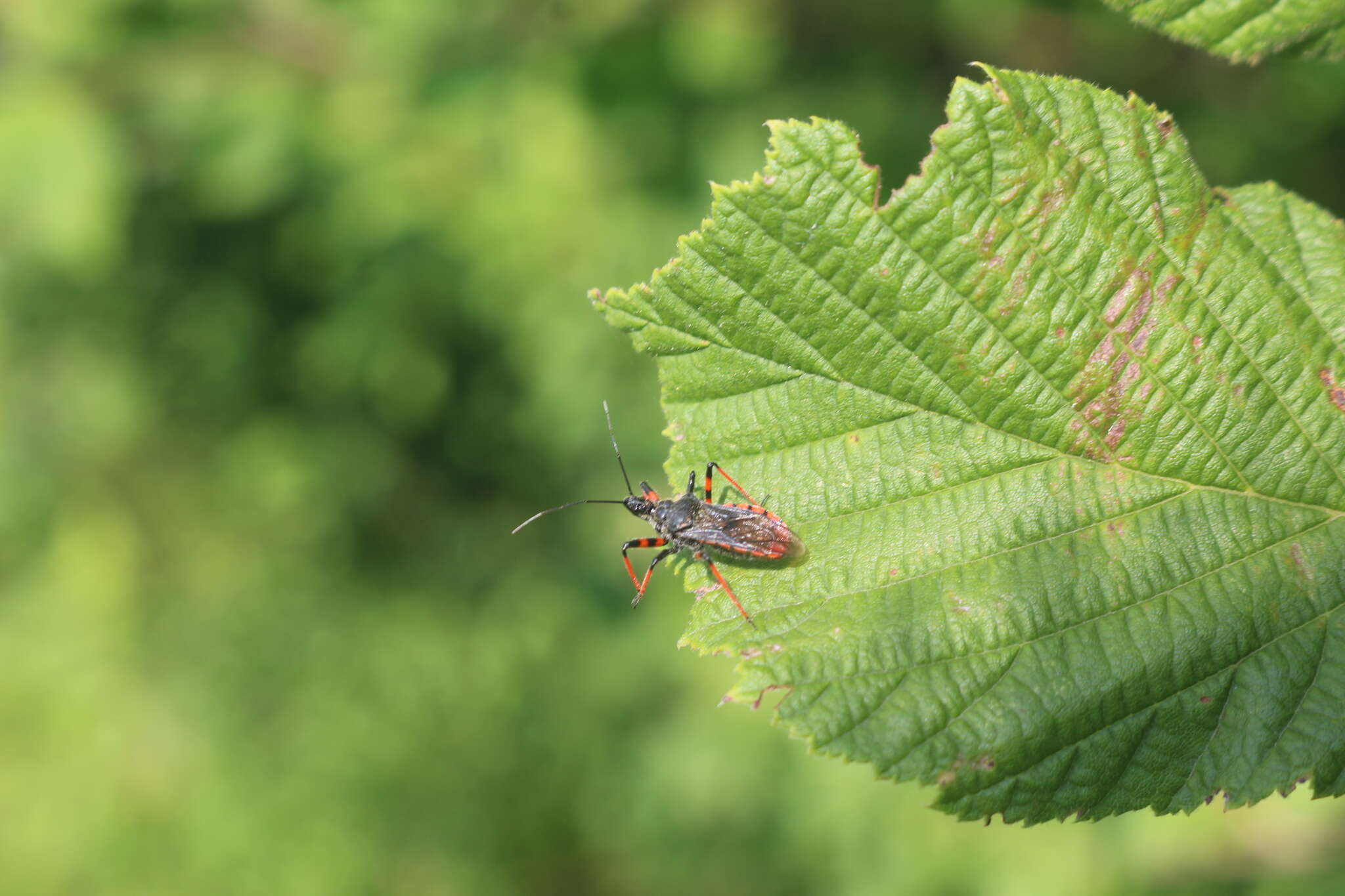 Plancia ëd Rhynocoris annulatus (Linnaeus 1758)