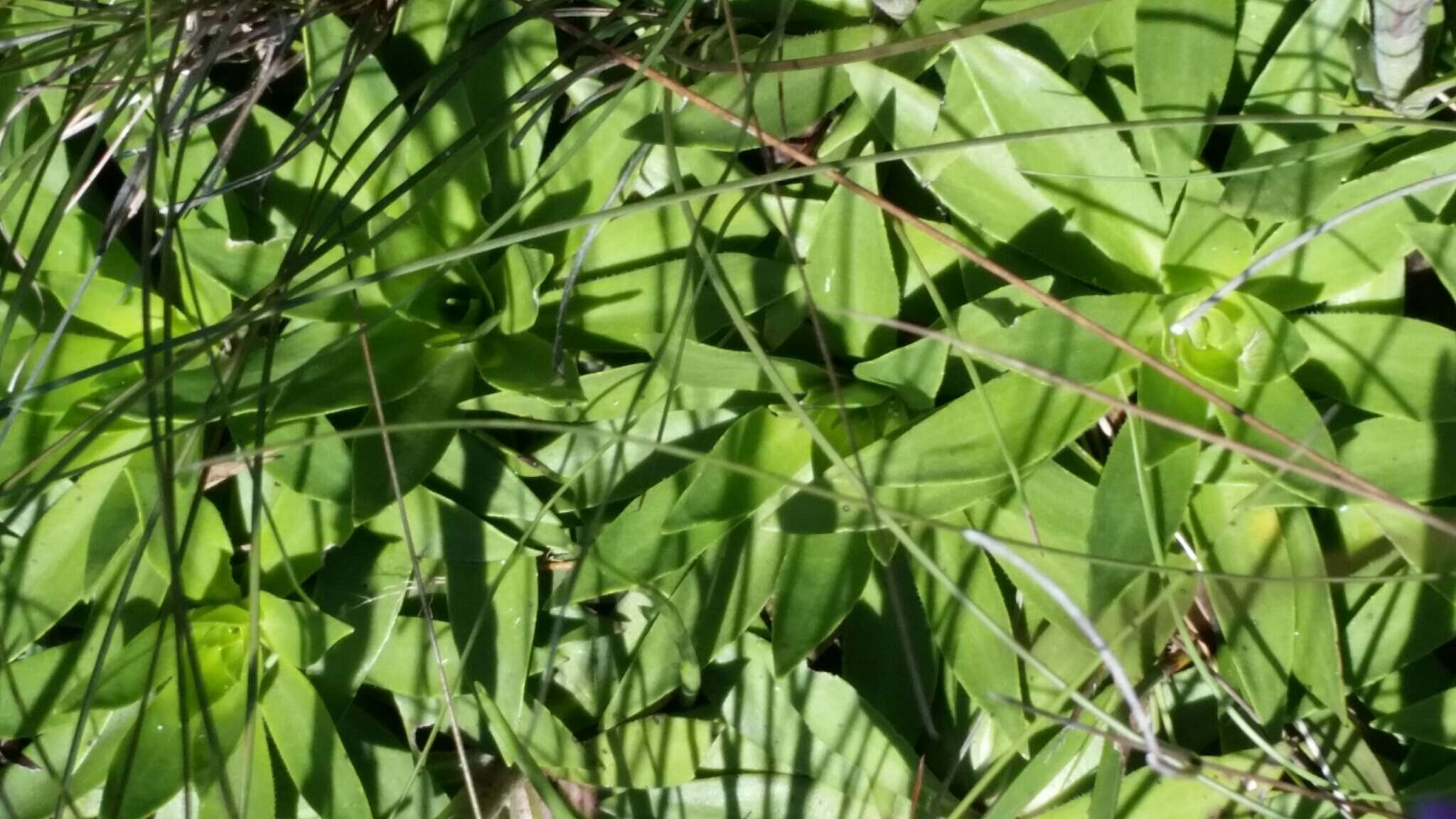 Image of pineland chaffhead