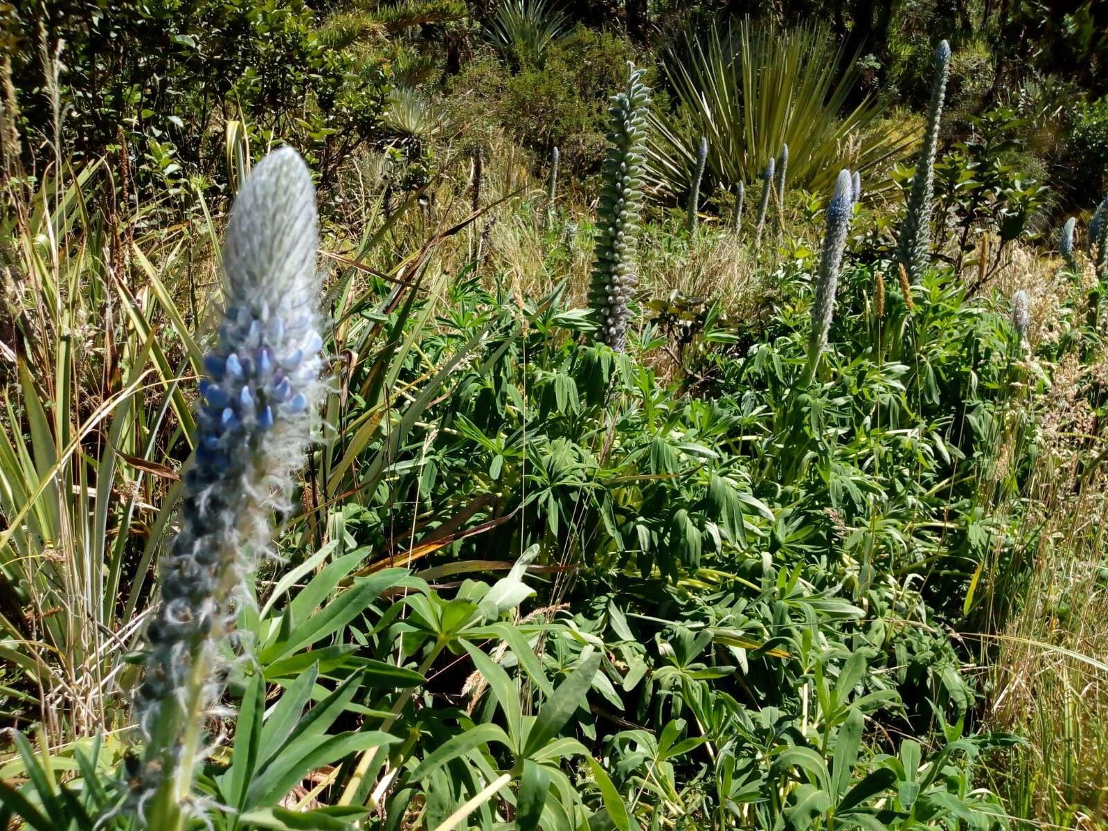 Image of Lupinus triananus C. P. Sm.