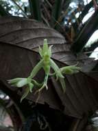 Image de Catasetum rectangulare G. F. Carr