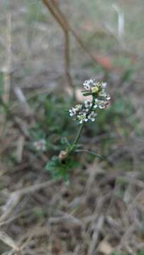 Image of grassleaf pepperweed