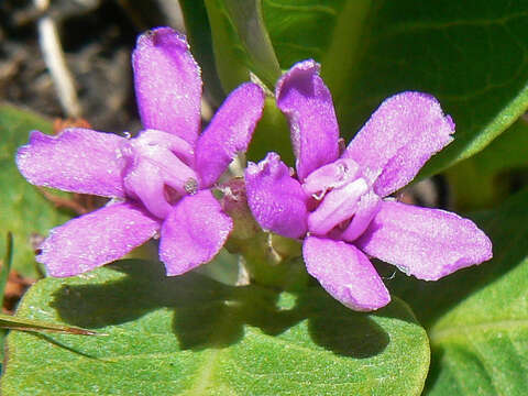 Raphionacme hirsuta (E. Mey.)的圖片