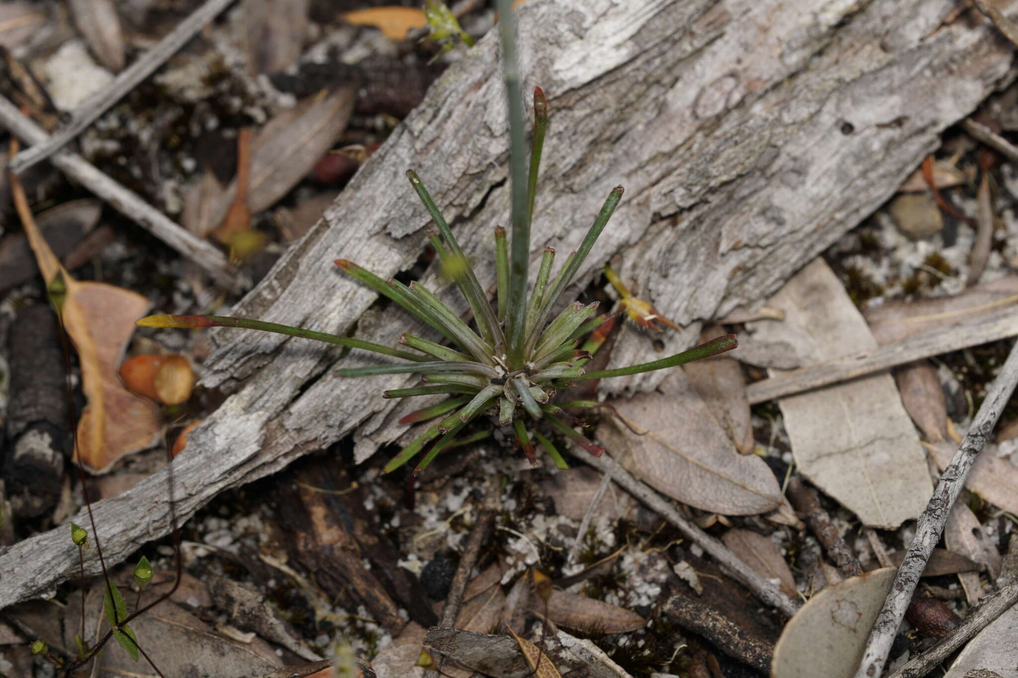 Image of Stylidium luteum R. Br.