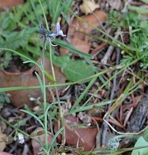 Linaria arvensis (L.) Desf.的圖片