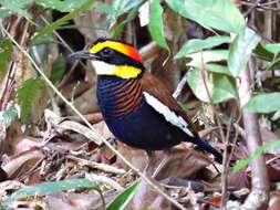 Image of Malayan Banded Pitta