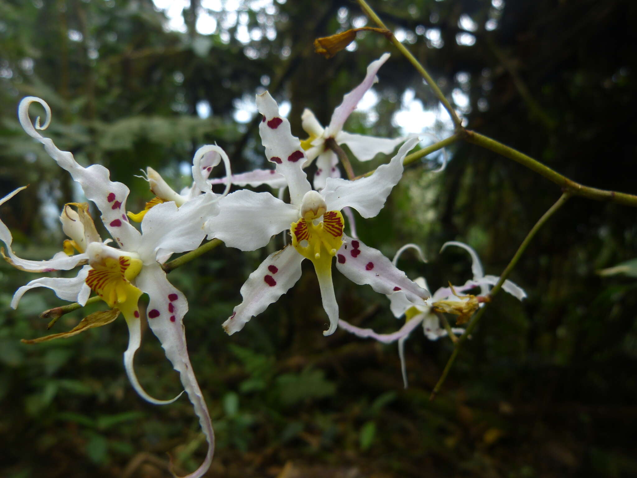 Image of Oncidium cirrhosum (Lindl.) Beer