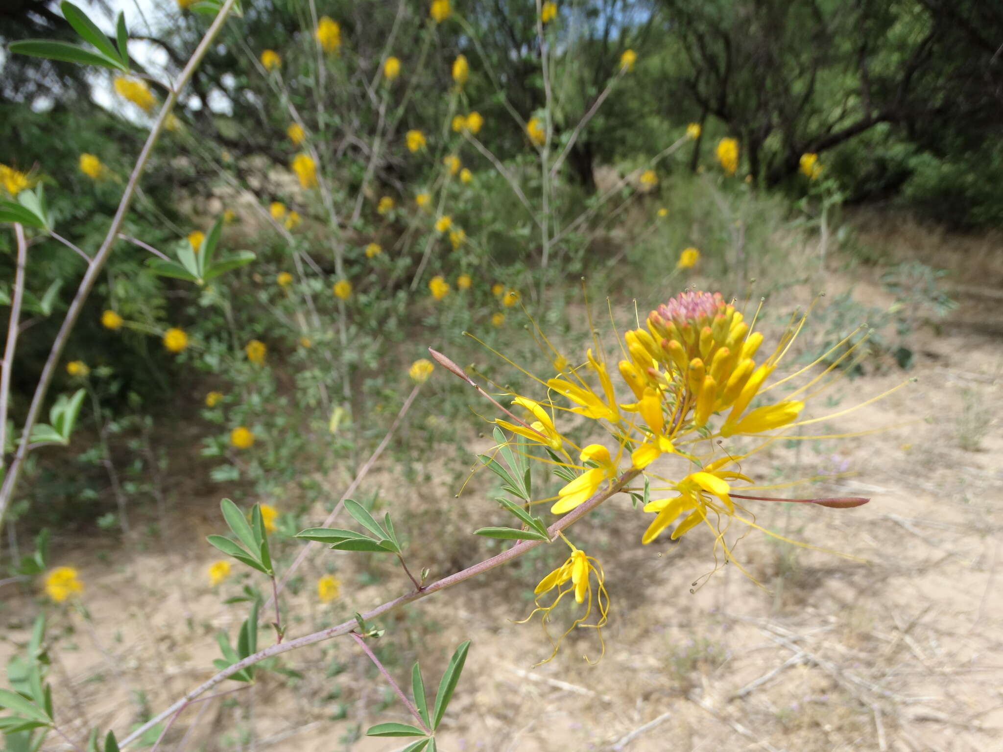 Image of Jones' Beeplant