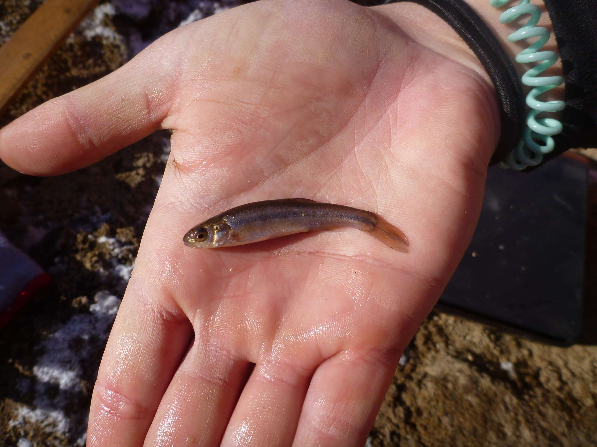 Image of Northern Pearl Dace