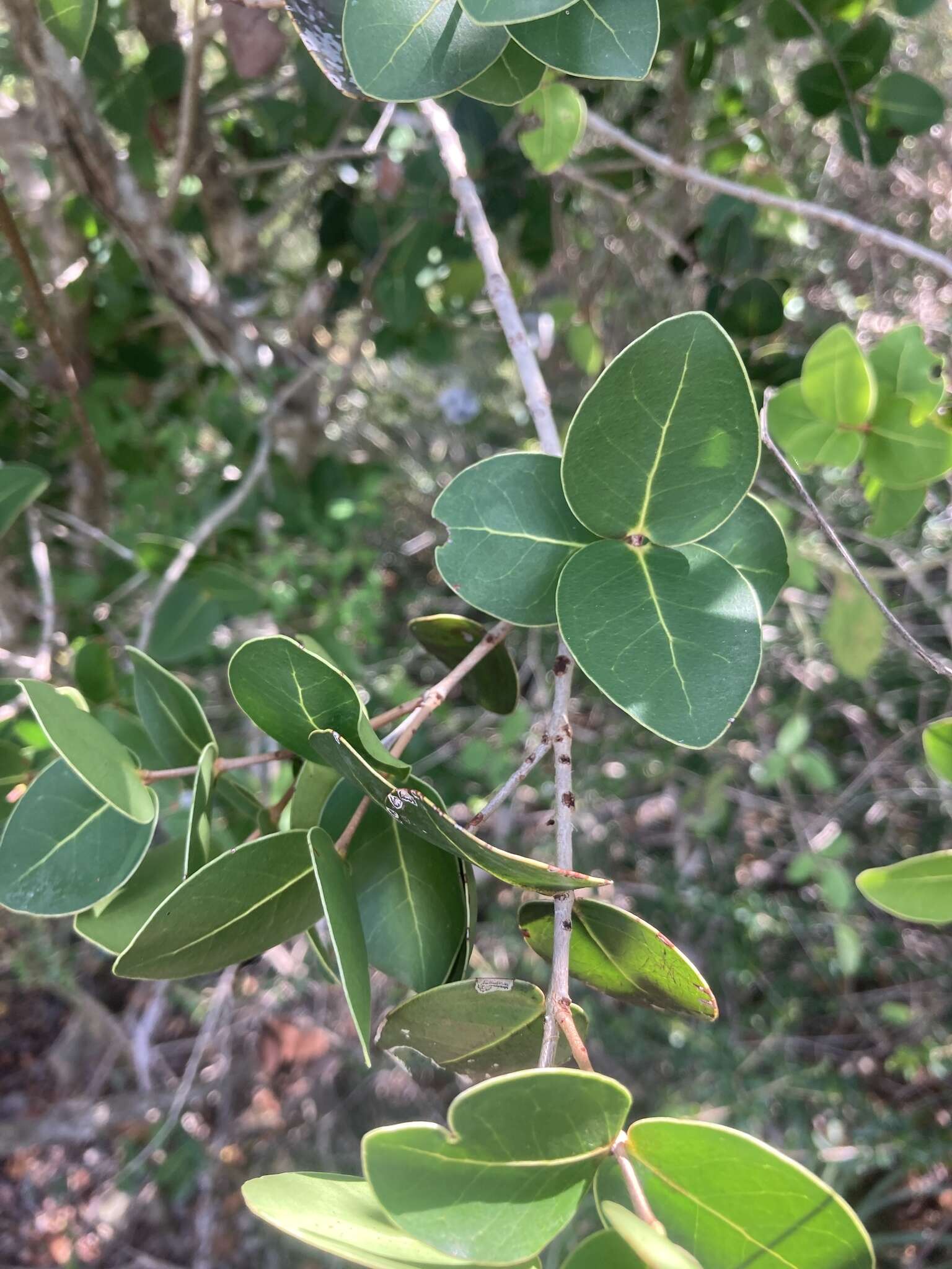 Image of Eugenia cordata var. cordata