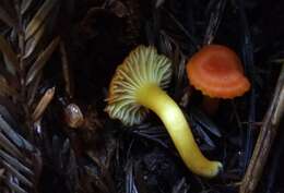 Image of Hygrocybe moseri Bon 1976