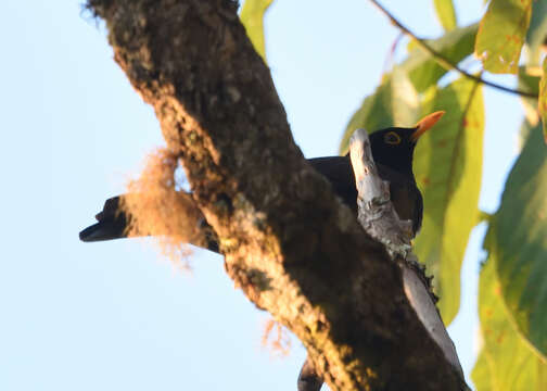 Image of Black-hooded Thrush