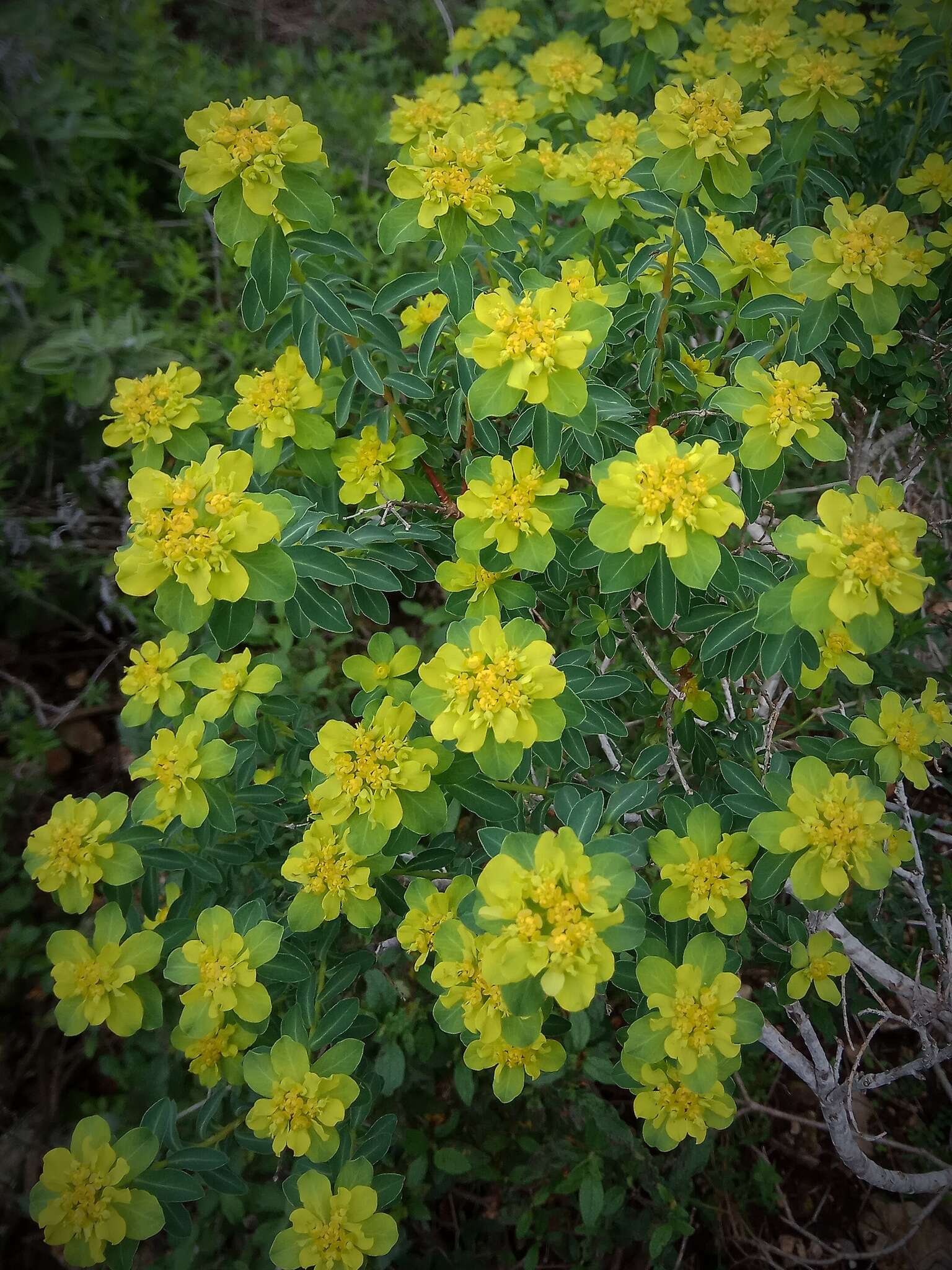 Image of Euphorbia hierosolymitana Boiss.