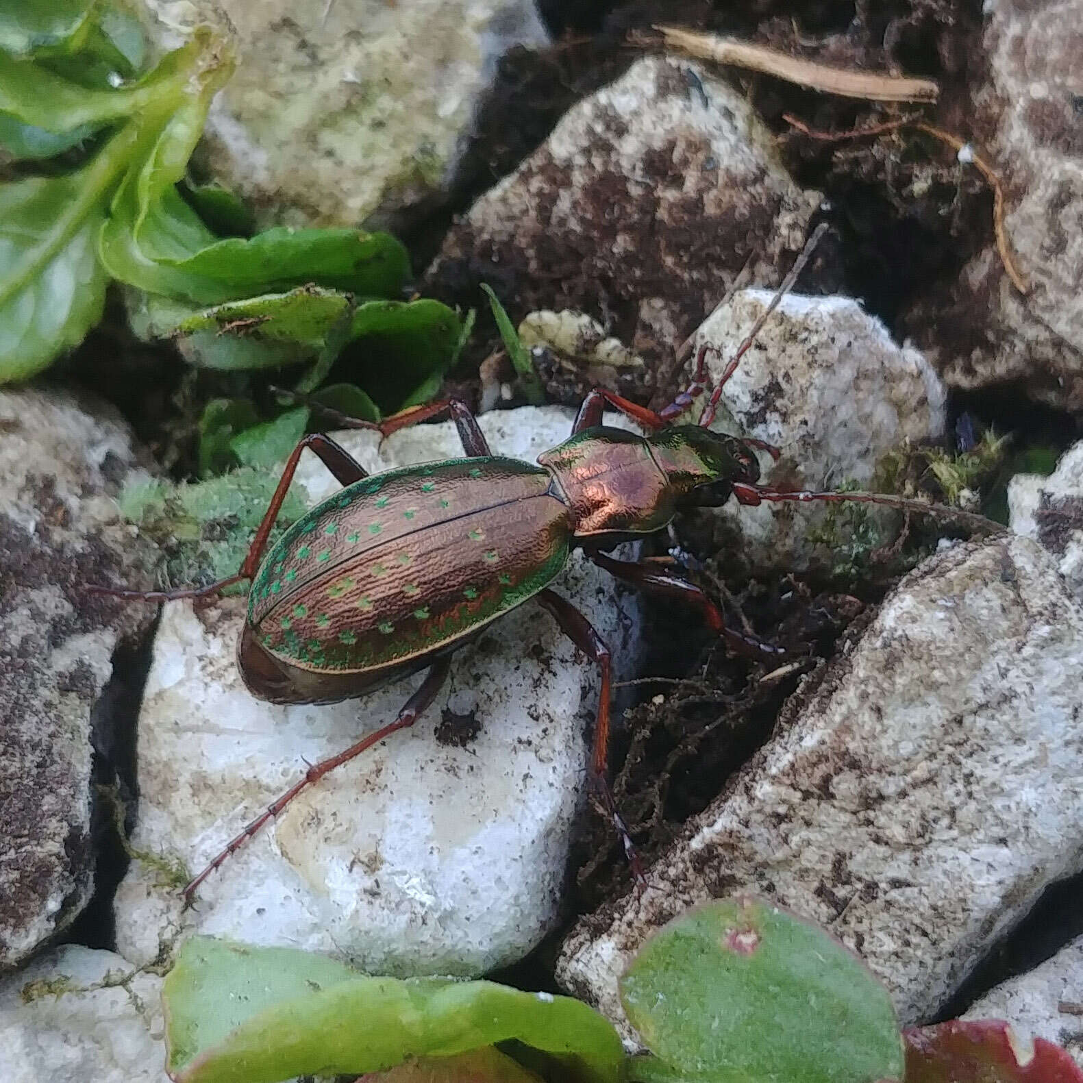 Image of Carabus (Platycarabus) fabricii Panzer 1810