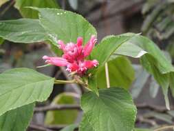 Image of Salvia wagneriana Pol.