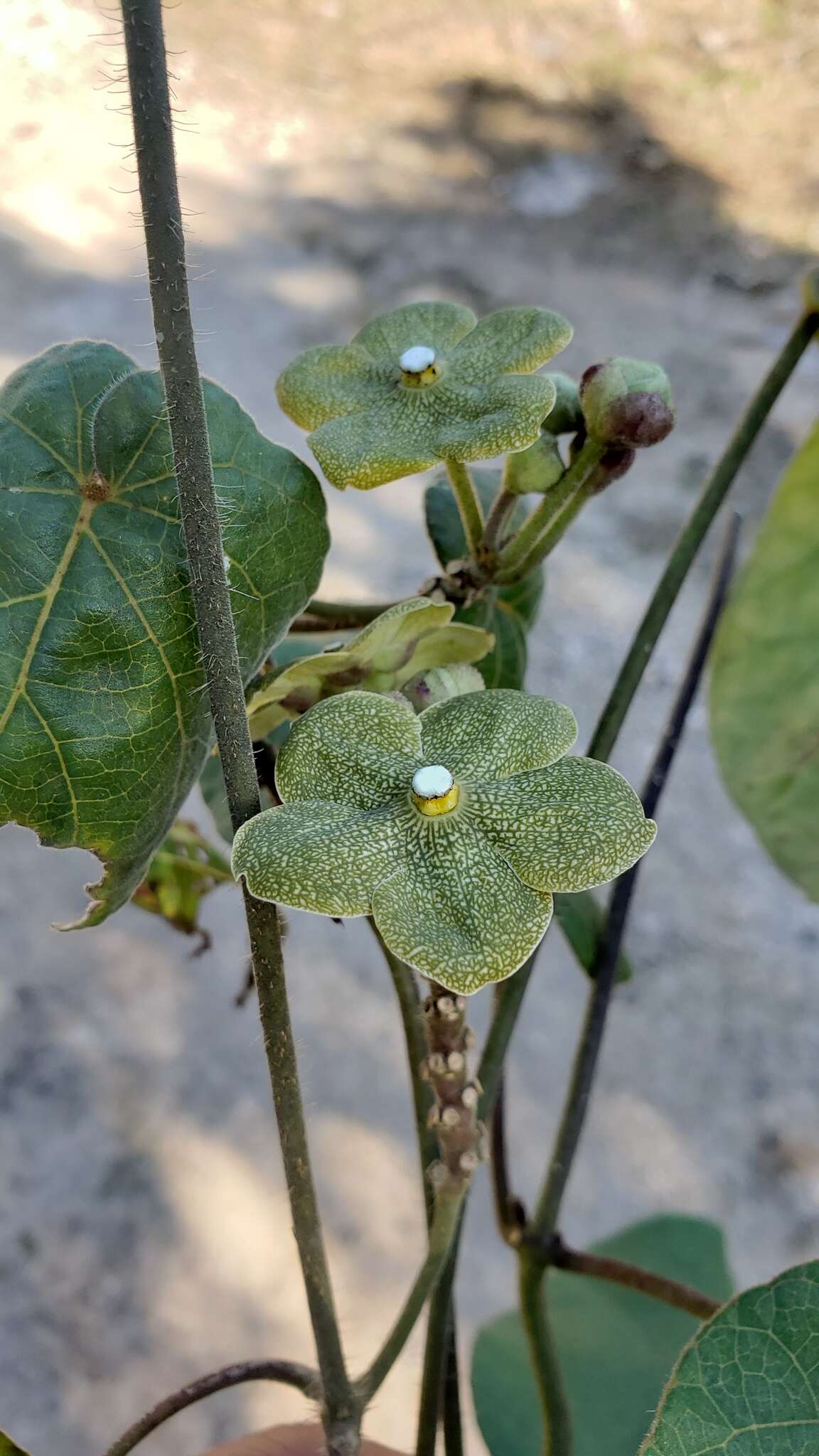 Image of Matelea velutina (Schltdl.) R. E. Woodson