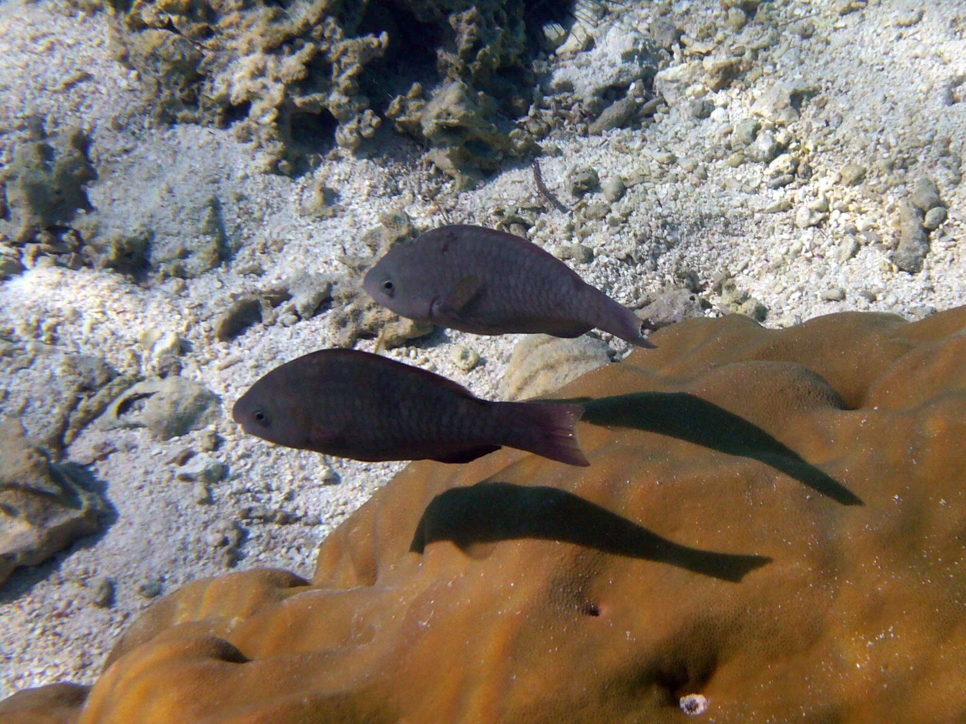 Image of Batavian Parrotfish