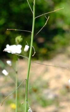 Image de Heliophila amplexicaulis L. fil.