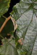Image of Hazel Slender