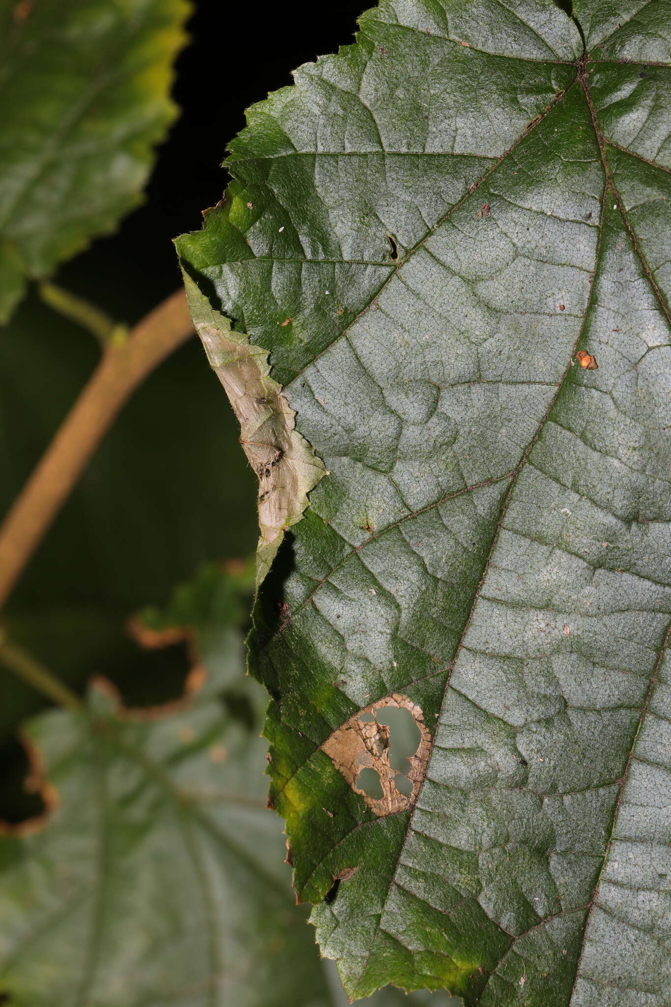 Image of Hazel Slender