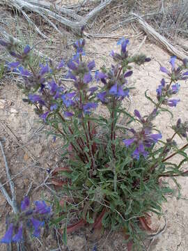 Image of Pine Valley penstemon