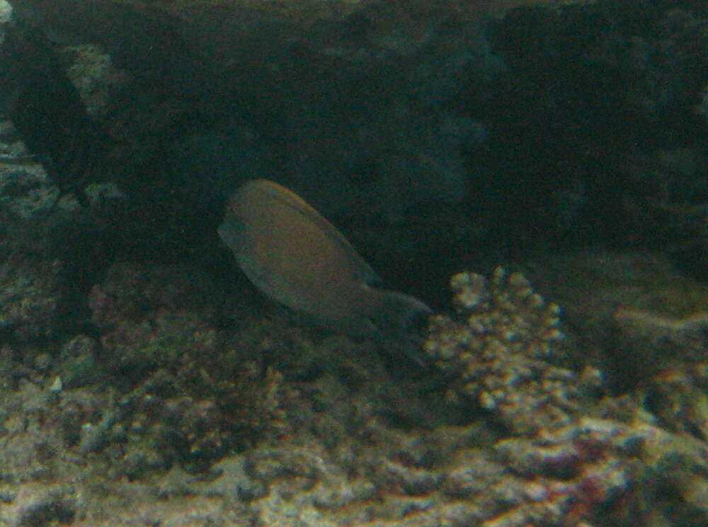 Image of Bristle-toothed Surgeonfish