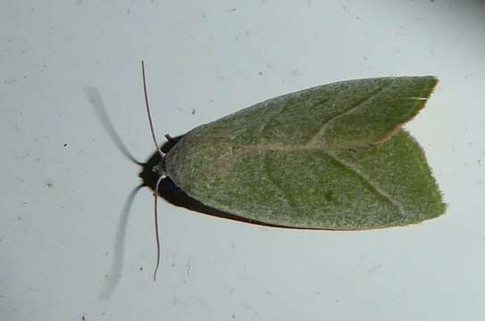 Image of Earias subviridis Lucas 1898