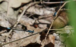 Image of Skimming Bluet