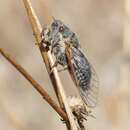 Image of Campbell’s cicada