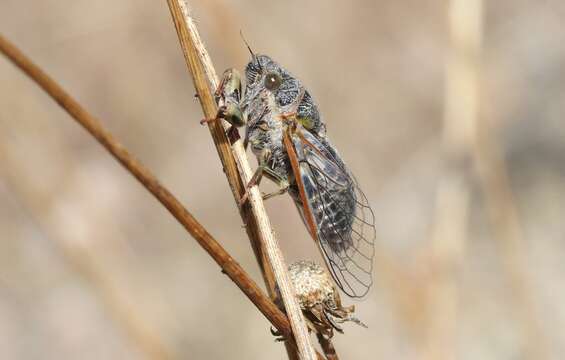 Image of Campbell’s cicada