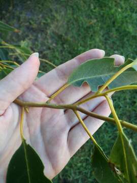 Sivun Eucalyptus gomphocephala A. Cunn. ex DC. kuva