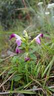 Imagem de Pedicularis bifida (Buch.-Ham.) Pennell