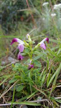 Imagem de Pedicularis bifida (Buch.-Ham.) Pennell