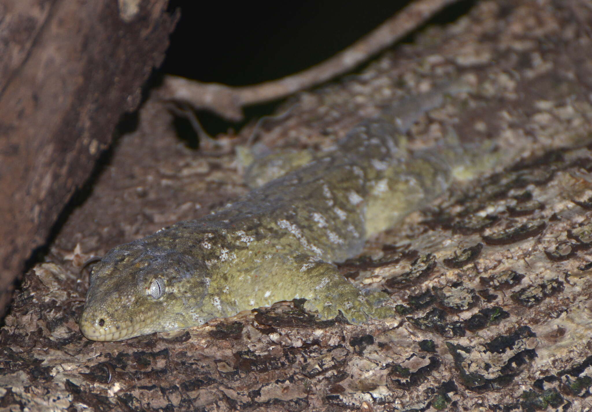 Image of New Caledonia Giant Gecko