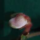 Image of Begonia annulata K. Koch