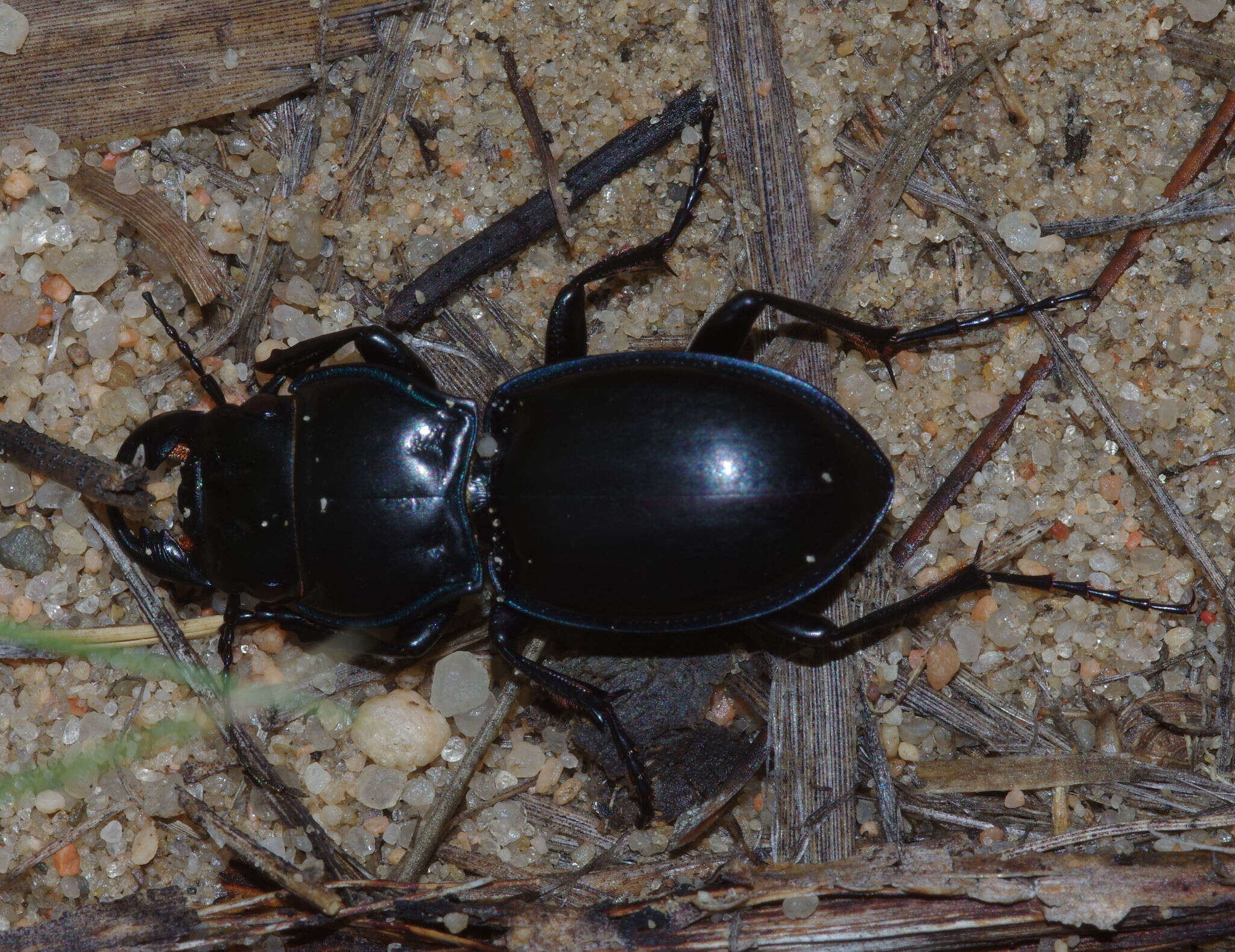 Image of Pasimachus (Pasimachus) elongatus Le Conte 1846