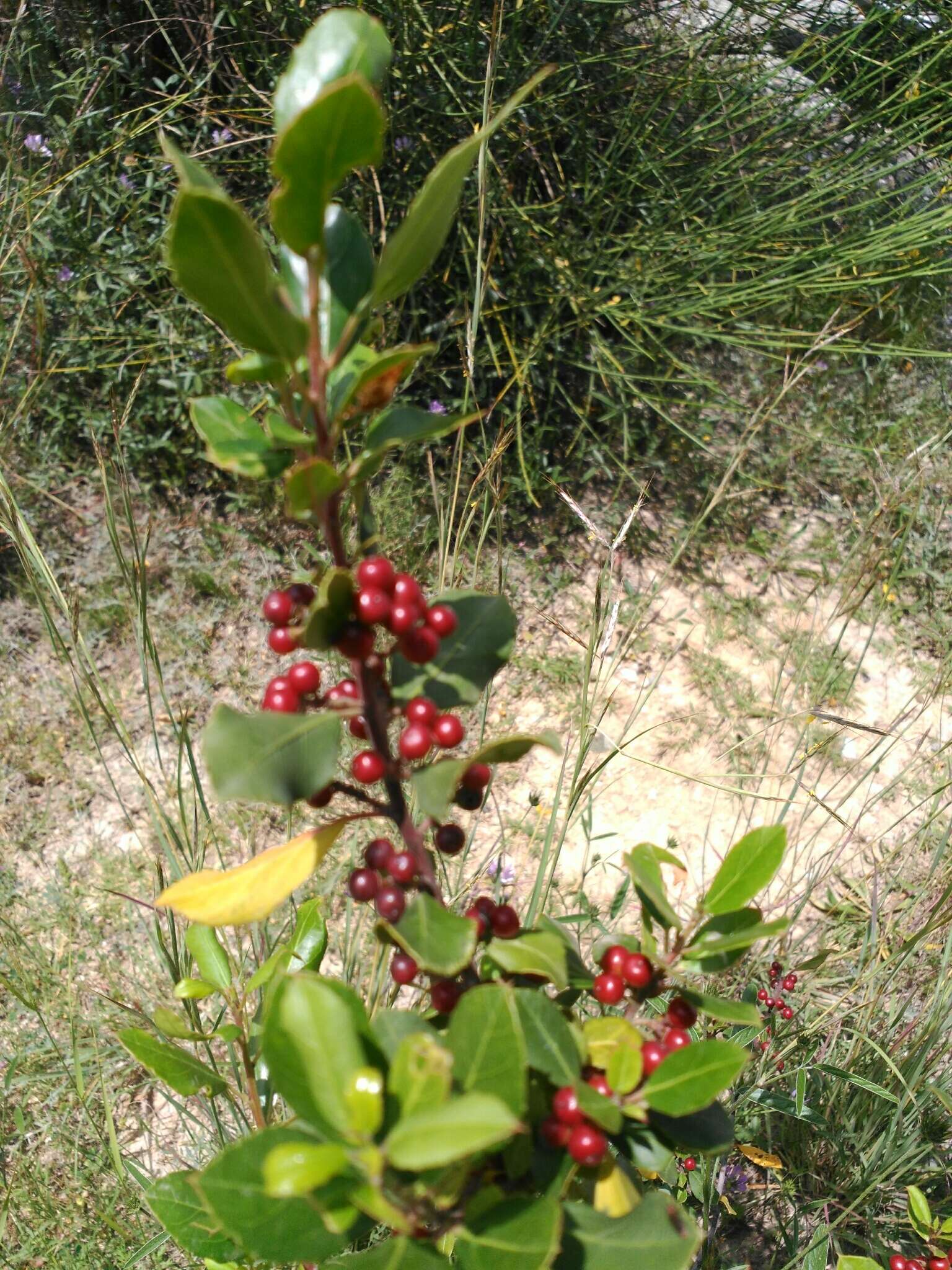 Image of Italian buckthorn