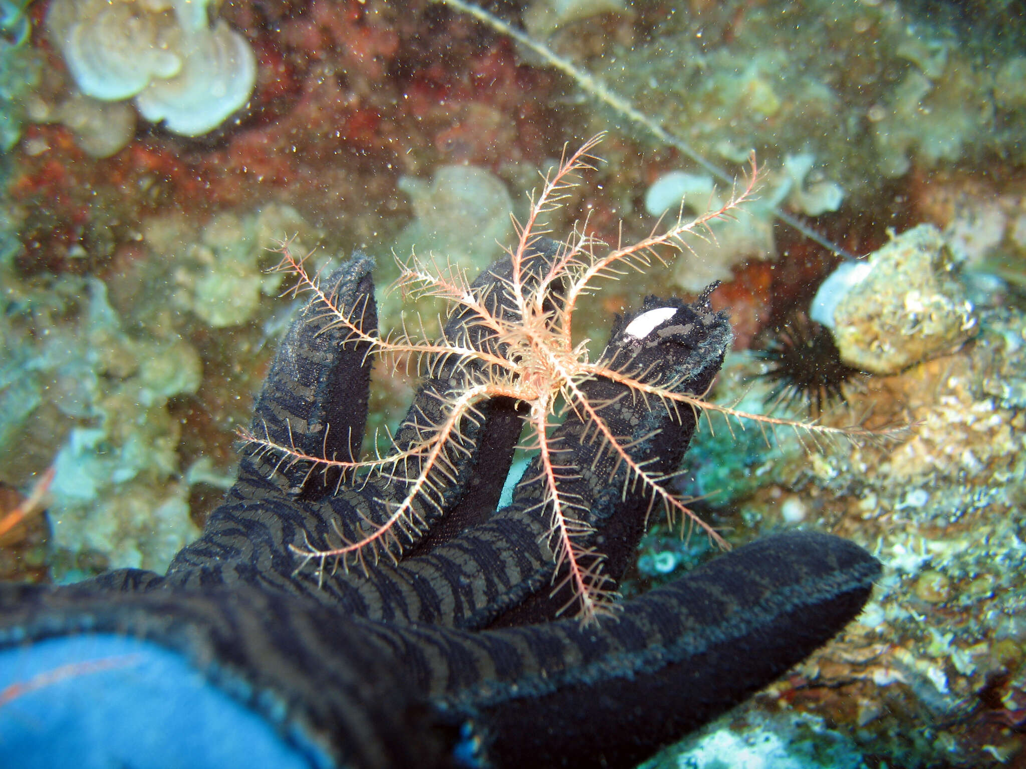 Image of Mediterranean feather star