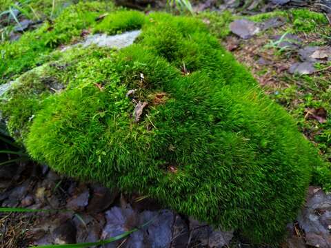 Image of longleaf paraleucobryum moss