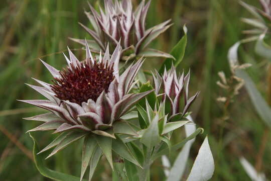 Image of Macledium zeyheri (Sond.) S. Ortiz